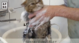 A.P.D.C. Professional More Glossy Shampoo for Cats | Second-Step Hydrating & Shine-Enhancing Shampoo | Repairs Coat Damage & Softens Fur