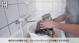 A.P.D.C. Professional More Glossy Shampoo for Cats | Second-Step Hydrating & Shine-Enhancing Shampoo | Repairs Coat Damage & Softens Fur