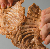 3M5 Freeze-Dried Yogurt Rabbit Strips | Natural Pet Treats for Cats | Supports Dental Health & Chewing